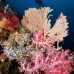 coral_soft_ni_v_0705_png1620.jpg